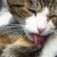 猫の食物アレルギーとは？アレルギーによる症状や対策について解説！
